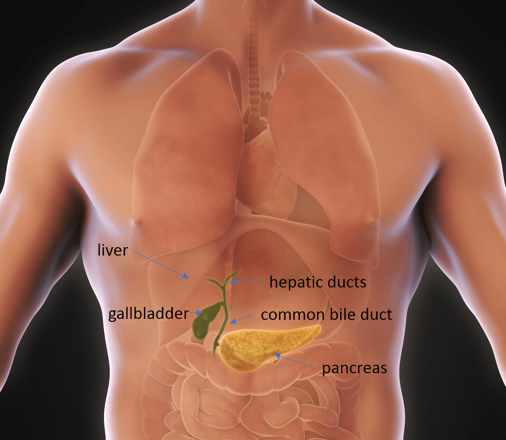 Best gallbladder surgeon in kolkata